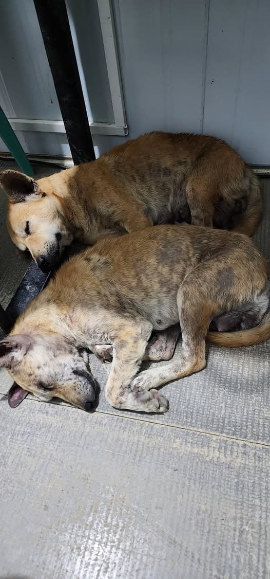 W.H.E.L.P.S. shelter and animal care