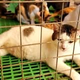 W.H.E.L.P.S. shelter and animal care
