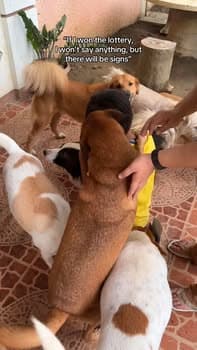 W.H.E.L.P.S. shelter and animal care