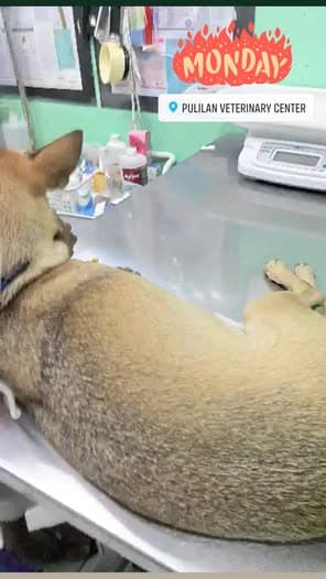W.H.E.L.P.S. shelter and animal care